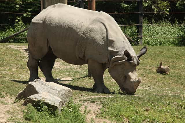 Il resterait quarante-quatre rhinocéros de Java sur Terre, tous regroupés dans un parc en Indonésie. &copy; Chinatownchef, Flickr, cc by nc nd 2.0
