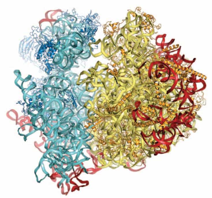 La structure du ribosome eucaryote a enfin pu être obtenue par diffraction aux rayons X, mais seulement avec une faible résolution. La sous-unité 40 S apparaît en bleu et la 60 S en jaune (les protéines sont plus foncées que les ARN). © M. Yusupov, Science