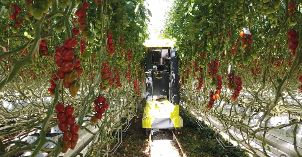 Le robot cueilleur de tomates de MetoMotion évolue sous serre pour soulager le travail des ouvriers agricoles. © MetoMotion