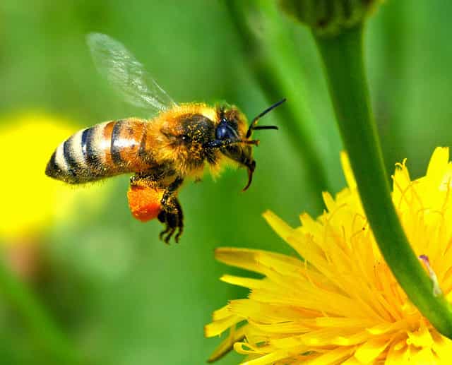 Le virus des taches en anneaux du tabac se transmet notamment par le pollen, comme 5 % des virus de végétaux. Nous savions déjà que les abeilles pouvaient le transporter. En revanche, personne ne se doutait jusqu’à présent que ces pollinisatrices pouvaient être infectées. © Autan, Flickr, cc by nc nd 2.0