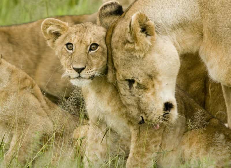 Chez les lions, un seul mâle suffit à avoir le pouvoir sur une dizaine de femelles. Pour s'assurer plus de petits-enfants, les mammifères peuvent donner naissance à de plus nombreux petits d'un sexe au détriment de l'autre. © Davis Dennis, Wikipédia, cc by sa 2.0