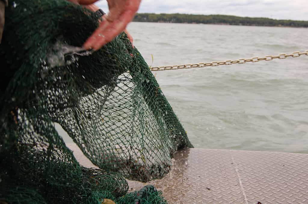 Avec ses six millions de tonnes de poissons fournies chaque année, grâce à ses 80.000 navires de pêche et à l'aquaculture, l'Union européenne occupe la quatrième place des producteurs de cette ressource dans le monde. © Ohio Sea Grant and Stone Laboratory, Flickr, cc by nc 2.0