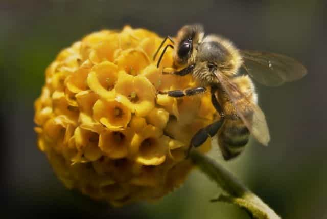 Plus que jamais, les abeilles constituent de véritables sentinelles écologiques puisqu'elles vont, en plus de leurs rôles habituels (comme la pollinisation), nous informer sur la qualité de notre air. © Pixage Photography, shutterstock.com