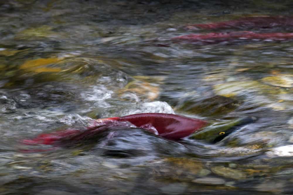 Des dizaines de millions de saumons rouges du Pacifique convergent du Canada vers le fleuve Fraser, en Colombie-Britannique. Pendant quelques semaines, à l’automne, ils y envahissent les cours d’eau et les rivières petites et grandes grouillent de poissons. Ces saumons rouges peuvent parcourir plus de 6.000 km dans le Pacifique avant de remonter leur rivière d'origine. Ils retrouvent leur chemin parce qu'ils ont mémorisé l'intensité du champ magnétique de leur lieu d'éclosion. © Andrew S. Wright, WWF Canada