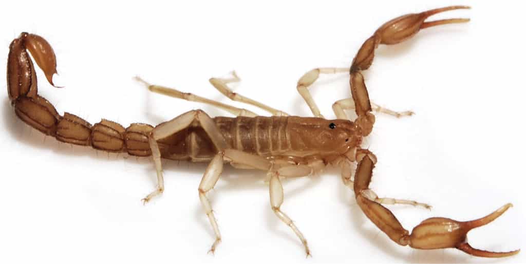 Les scorpions, des arachnides cousins des araignées, sont représentés aujourd'hui par 13 familles. &copy; Webber et al. 2012, Zookeys