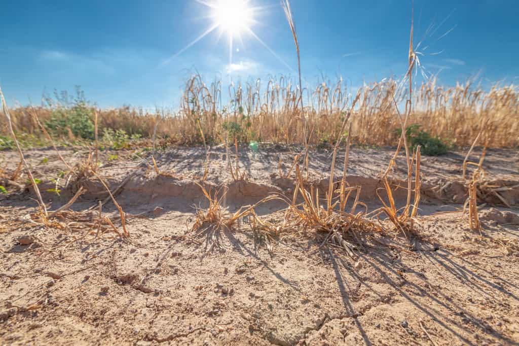 Les phénomènes de sécheresse deviennent de plus en plus récurrents dans une bonne partie de l’Europe. © Hykoe, Fotolia