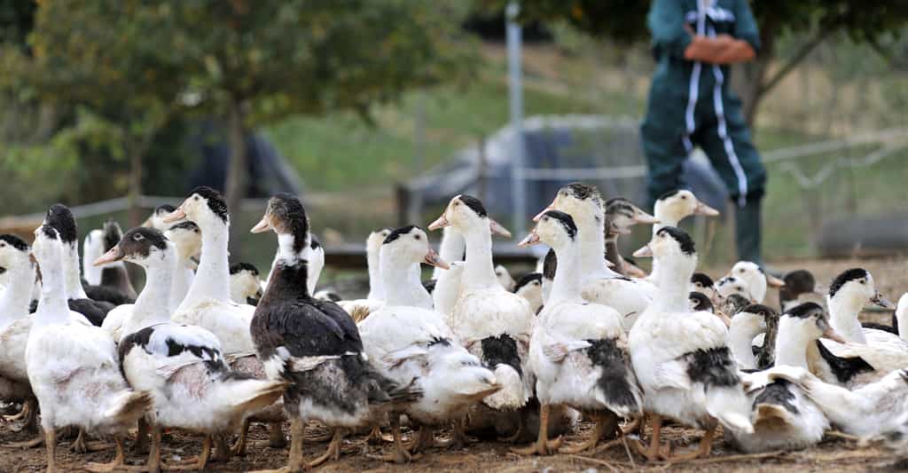 Malgré les mesures prises récemment, deux cas de grippe aviaire ont été repérés en Aveyron et en Dordogne. © goodluz, Shutterstock