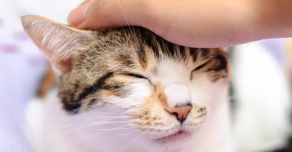 Comment font les chats pour ronronner ? © TungCheung, Shutterstock