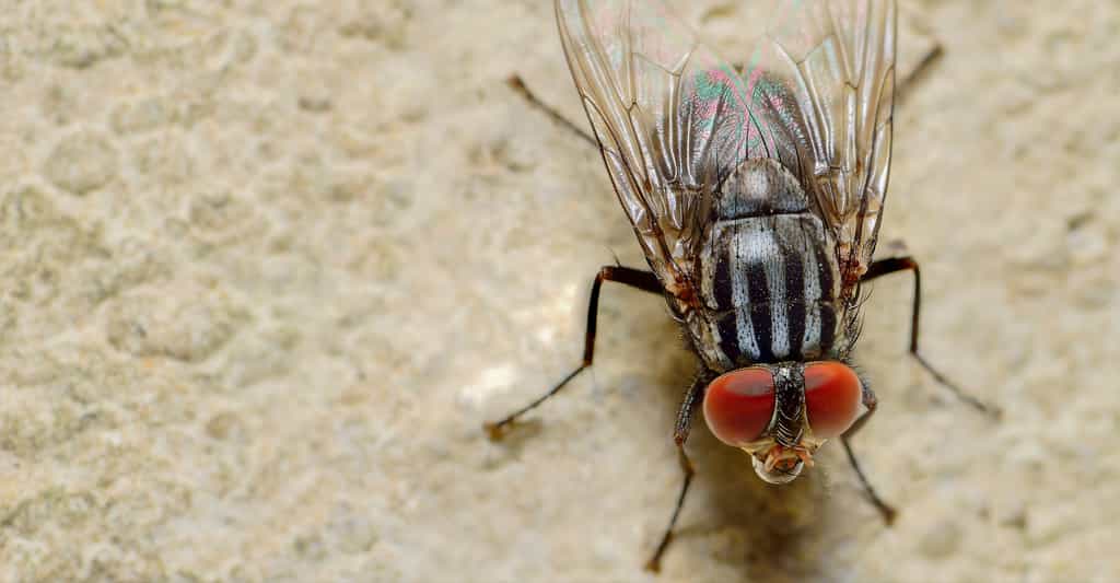 Les pulvilles au bout des pattes de la mouche lui permettent de marcher sur les murs et les plafonds. © MR.AUKID PHUMSIRICHAT, Shutterstock