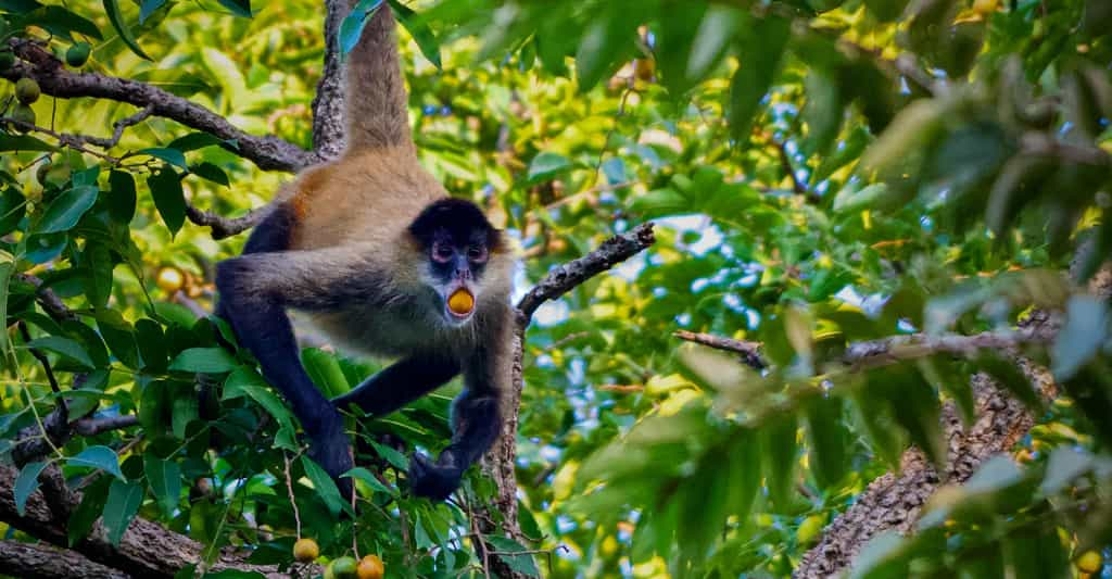 Les singes-araignées du Panama ont un faible pour le fruit jaune du mombin, chargé d’éthanol, dont la teneur en alcool se situe entre 1 et 2,5 %. Et ils ne sont pas les seuls animaux dans ce cas, notent des écologistes. © Nicholas Chapoy, Tulane University School of Liberal Arts