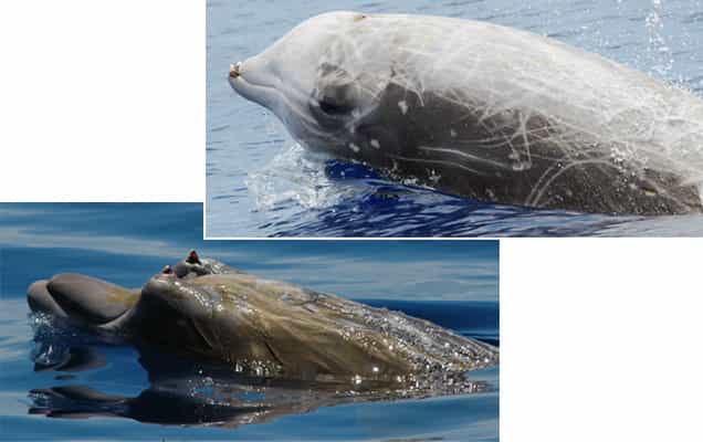 En haut, la baleine à bec de Cuvier, Ziphius cavirostris, la plus abondantes dans l'étude de la NOAA. En bas, la baleine à bec de Blainville, Mesoplodon densirostris, qui vit dans les eaux chaudes est très rare dans la zone d'étude © Bahamas Marine Mammal Research Organisation
