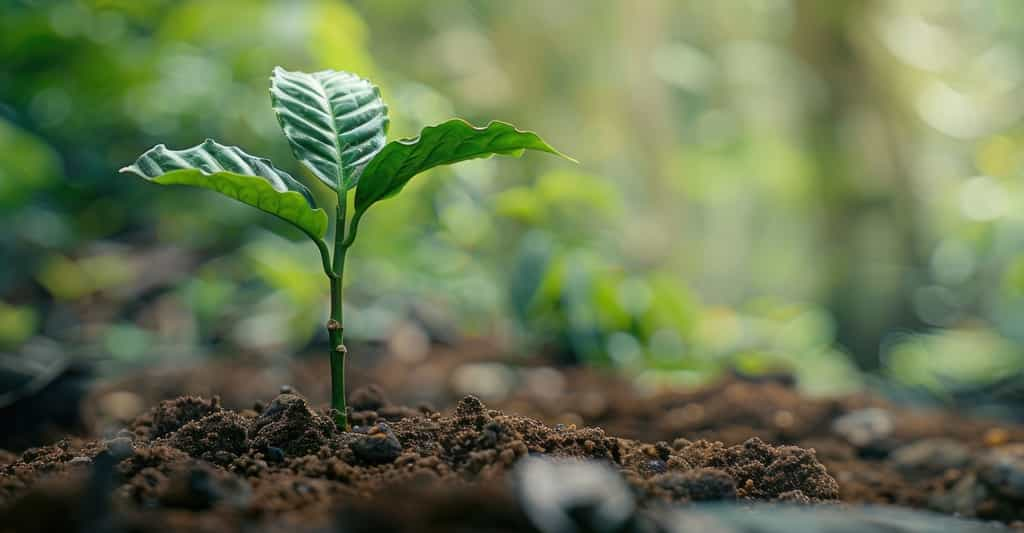 Des chercheurs signalent qu’avec le réchauffement climatique, les sols forestiers vont laisser échapper plus de carbone que ce que les arbres ne leur ajouteront. © Naree, Adobe Stock