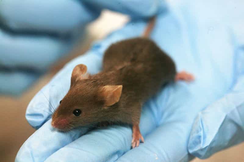 Les souris parkinsoniennes de laboratoire peuvent être soignées grâce à l'activation d'une zone du cerveau par une fibre optique. © Rama / Licence Creative Commons