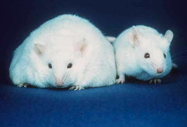 Photo d'une souris obèse (à gauche) à côté d'une souris de poids normal. Selon une étude, les rongeurs obèses possèdent 100 fois moins de bactéries Akkermansia muciniphila que les animaux normaux. © Bigplankton, Wikimedia Commons, DP