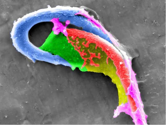 Image de microscopie électronique de la tête d'un spermatozoïde de souris. L'image a été grossie 10.000 fois. © FEI, Flickr