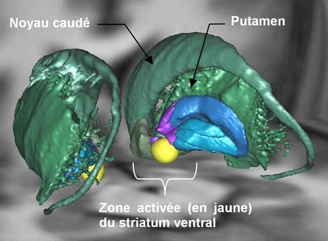 Cette représentation en 3D illustre les différents composants du système motivationnel (le striatum ventral). Cette structure se situe sous le cortex et est connectée principalement avec certaines régions du système limbique telles que l'amygdale ou l'hippocampe. © M. Pessiglione, Inserm