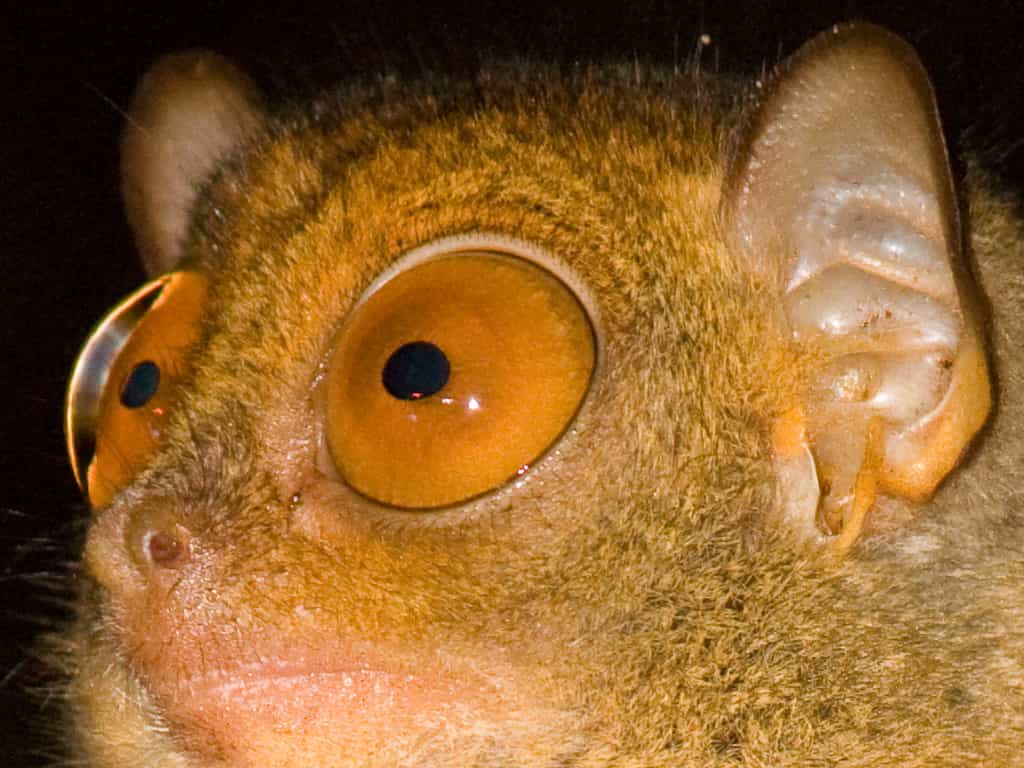 Le tarsier est un animal nocturne. Il a donc des yeux adaptés à la vision de nuit. Ils sont particulièrement grands. © Erwin Bolwidt, Flickr, CC by-nc-sa 2.0