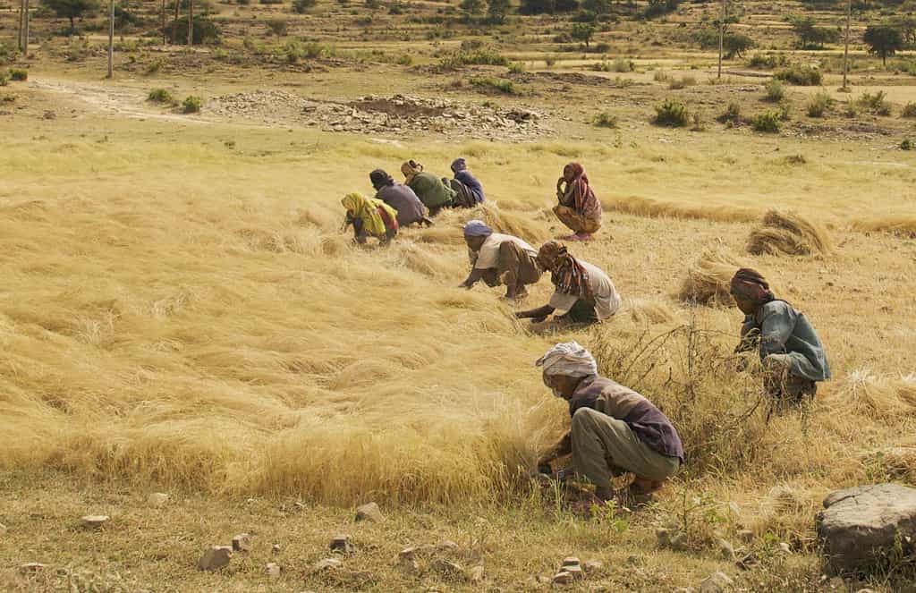 Dans les champs, les femmes éthiopiennes ramassent les grains de teff. Cette céréale sera-t-elle un jour aussi populaire que le quinoa ? © A. Davey, Flickr, cc by 2.0