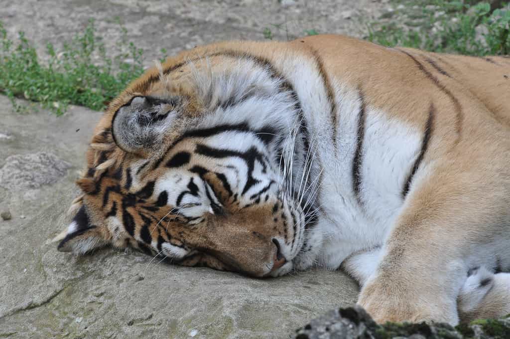 Le tigre de Sibérie, ou tigre de l'Amour, est le plus grand de tous les tigres. Le mâle peut mesurer (queue comprise) jusqu'à 3,8 m et peser 350 kg. © GIPE25, Flickr, cc by 2.0