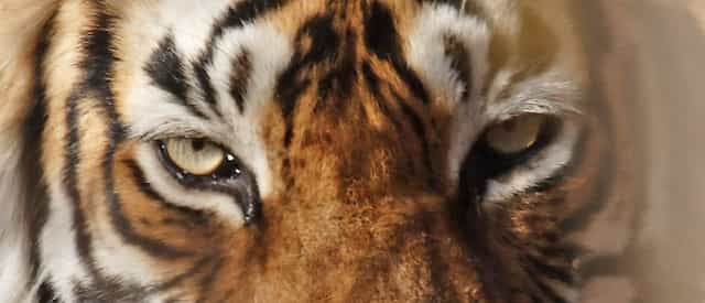 Il existe neuf&nbsp;sous-espèces de tigres&nbsp;Panthera tigris.&nbsp;Trois&nbsp;d'entre elles se sont éteintes ces dernières décennies : le tigre de la Caspienne&nbsp;(Panthera tigris virgata), le tigre de Java&nbsp;(Panthera tigris sondaica)&nbsp;et le tigre de Bali&nbsp;(Panthera tigris balica).&nbsp;© ianduffy, Flickr, cc by&nbsp;nc 2.0