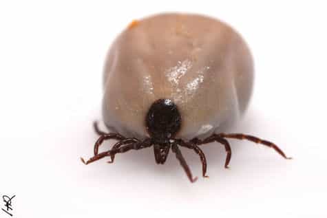 De tous les arthropodes, le plus détesté est probablement la tique. © Raphaël Haentjens, tous droits réservés