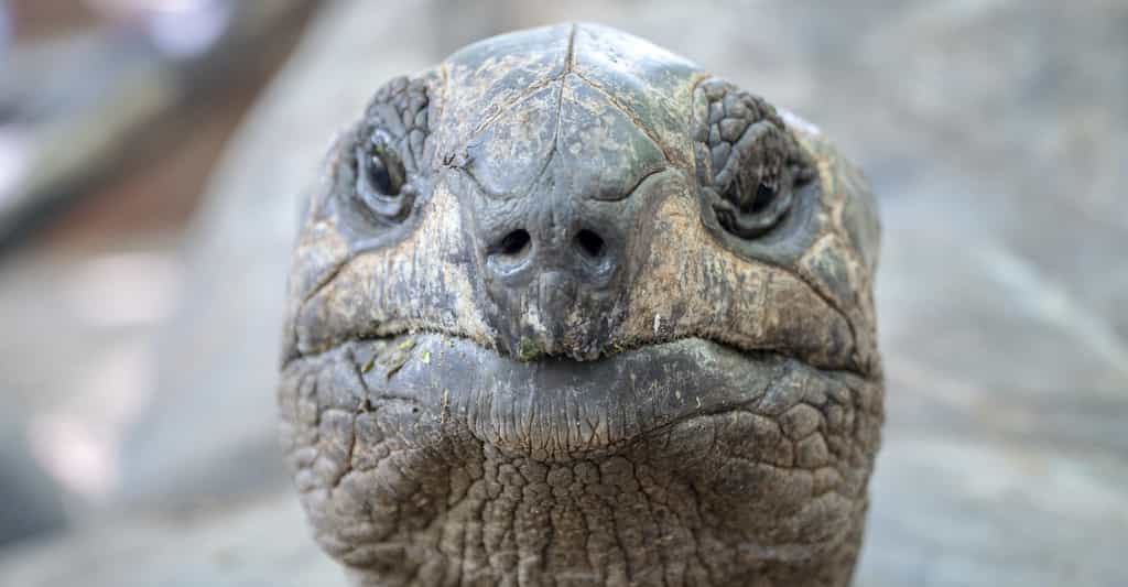 Les tortues géantes jouissent d’une espérance de vie étonnante. Une incroyable mémoire aussi, nous apprennent aujourd’hui des chercheurs. © rimom, Adobe Stock