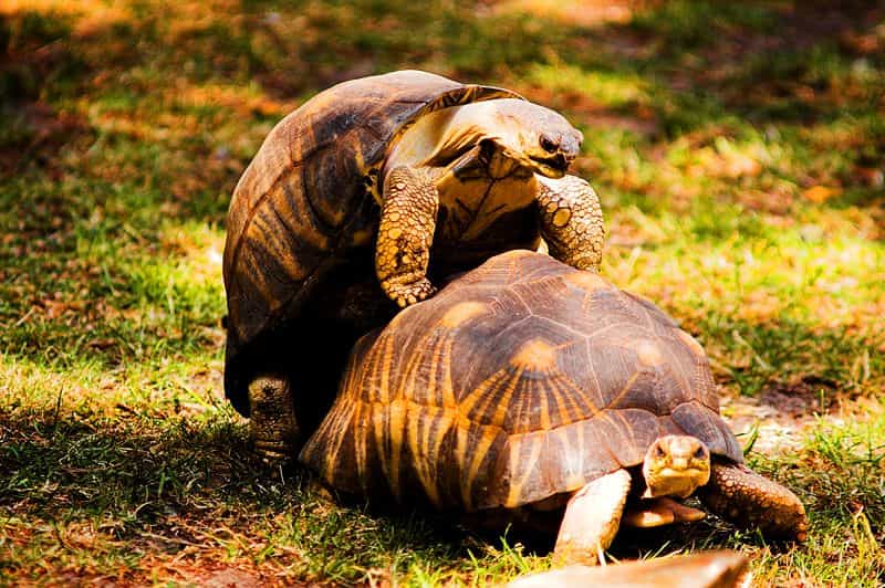 Les tortues mâles expriment une forme de plaisir en tirant la langue et en poussant des cris durant l'acte sexuel. Est-ce réellement une forme de jouissance ? © Fabien Dany, Wikipédia, cc by sa 2.5
