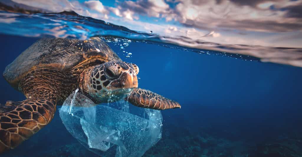 Une nouvelle étude révèle la quantité folle de plastique présente dans nos océans. Une quantité en brutale augmentation depuis 2005. © willyam, Adobe Stock