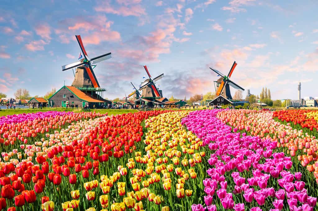 Paysage typique de la campagne néerlandaise avec son champ de tulipe et ses moulins à vent. © olenaznakk, Fotolia