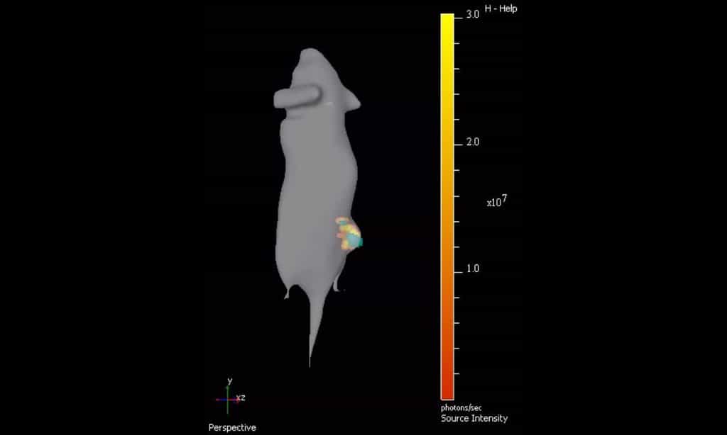 Grâce à des bactéries bioluminescentes, des chercheurs ont réussi à localiser en 3D une tumeur chez la souris. La souris porte donc une grosseur sur son flanc droit. Le gène lux exprimé par les bactéries est représenté ici en jaune orangé. Les teintes varient en fonction de la concentration bactérienne : plus c'est rouge est plus c'est dense. © Cronin et al., PLoS One