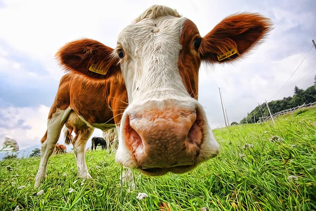 La tuberculose bovine se transmet au sein d'un troupeau par les voies respiratoires. © mastrobiggo, Flickr, cc by nc sa 2.0