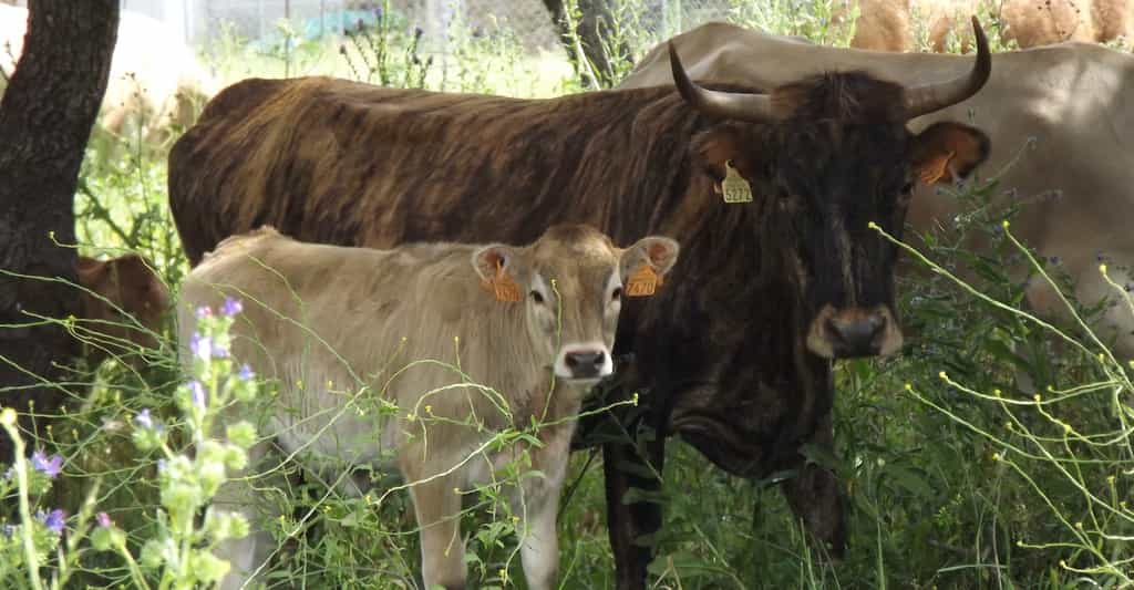 La « vache tigre », présente principalement en Corse, est une vache étonnante au pelage bringé. Elle est l’objet de mesures de conservation passant notamment par la valorisation de sa viande et de produits dérivés. © Serena Ceccarelli, Wikipédia, CC by-sa&nbsp;3.0