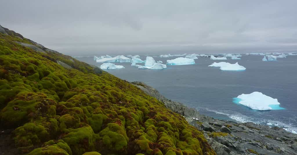 Une analyse de données satellitaires montre que l’Antarctique devient de plus en plus vert. © Matt Amesbury, Université d’Exeter