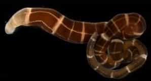 Ici, Tubulanus sexlineatus régénérant sa tête, en couleurs plus claires à gauche. Mais c’est Lineus sanguineus qui apparaît comme le champion de la régénération. Il est en effet capable de recréer un corps entier et sa tête à partir de seulement un deux cent millième (soit 0,0005 %) d’un individu. © Terra C. Hiebert, Université du Maryland