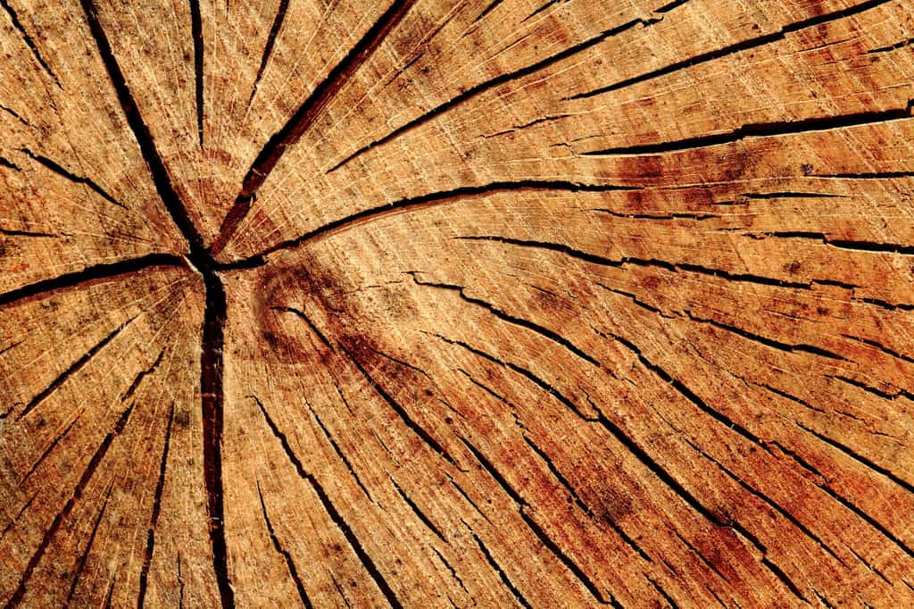 Le bois transparent mis au point par des chercheurs de l’université du Maryland (États-Unis) isole deux fois et demie mieux de la chaleur que le verre. © Etienne, Flickr, CC by-nc-nd 2.0