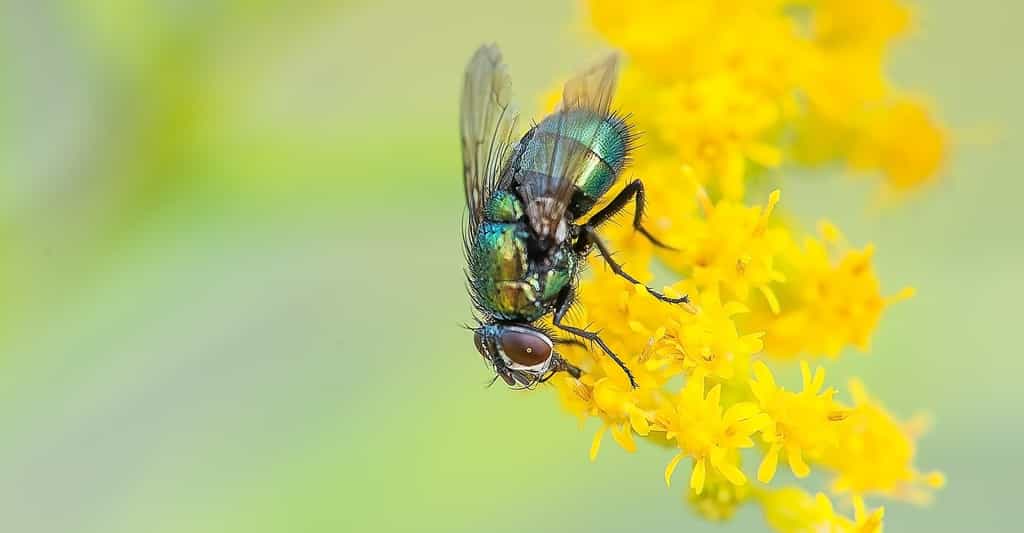 Des chercheurs britanniques ont découvert que la durée de vie de mouches mâles n’est pas impactée par une privation de sommeil. © Nikiko, Pixabay, CC0 Creative Commons