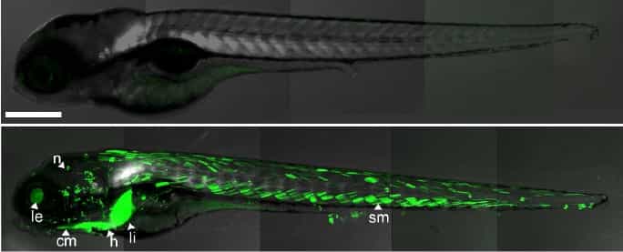 Ces deux poissons-zèbre transgéniques ont été créés pour détecter la présence de polluants se fixant aux récepteurs spécifiques des œstrogènes. L'image du bas montre un individu ayant été exposé à 100 ng par litre d'éthynyl-œstradiol, une substance active entrant dans la composition des pilules contraceptives. Les zones colorées en vert correspondent aux muscles crâniens (cm), au cœur (h), à l'œil (le), au foie (li), aux neuromastes (n) et aux muscles squelettiques des myomères (sm). © Adapté de Lee et al. 2012, Environmental Health Perspectives