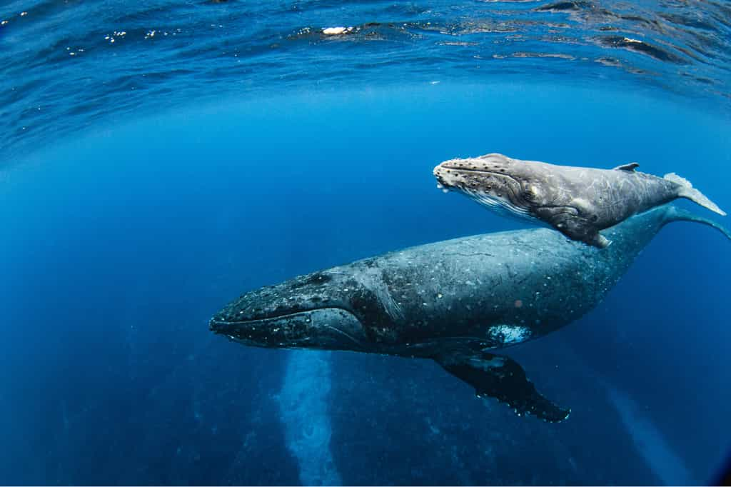 De l'ADN caché révèle que les baleines bleues se reproduisent avec d'autres espèces. © Philippe Thurston, iStock