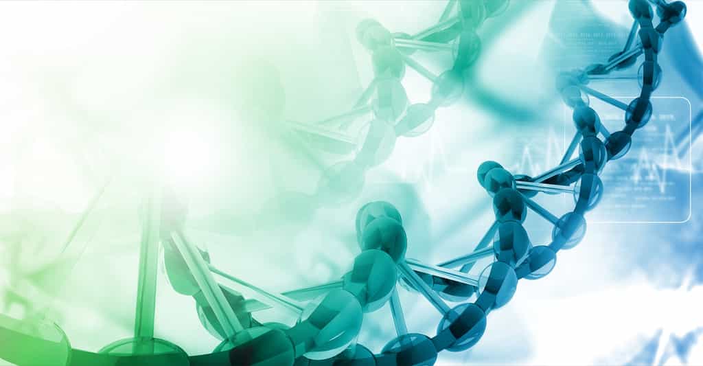 Les purines servent de base à des nucléotides de l’ADN. © hywards, Shutterstock
