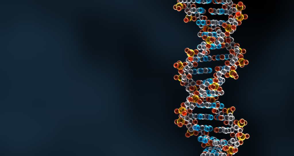 Les désoxyriboses sont présents dans les « montants » de l’échelle d’ADN, les basses appariées forment les barreaux. © Forance, Fotolia