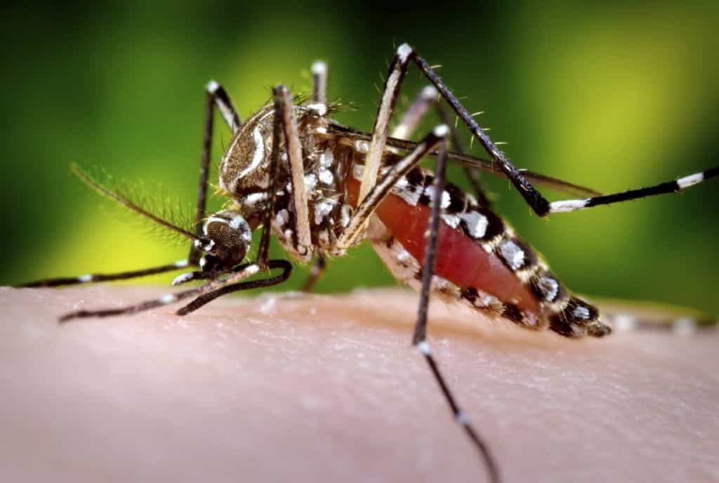 Aedes aegypti peut transmettre la dengue, le chikungunya et le virus Zika. © James Gathany, PHIL, CC by-nc-nd 2.0
