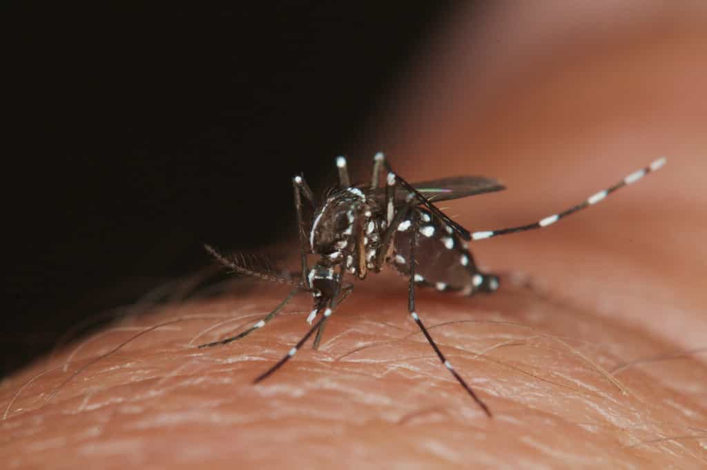 Aedes albopictus, ou moustique-tigre, transmet le virus Zika. © James L. Occi, AFPMB, Flickr, CC by-nc-nd 2.0