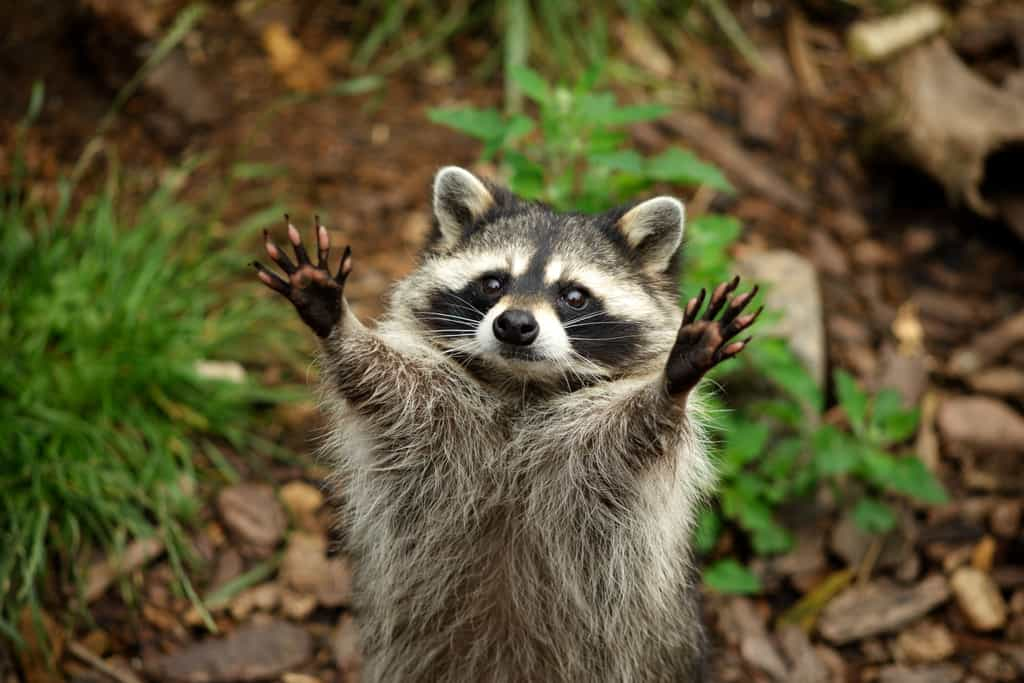 Un raton-laveur tend ses mains, aux cing doigts griffus bien reconnaissables devant lui. © Alexander, Adobe Stock    