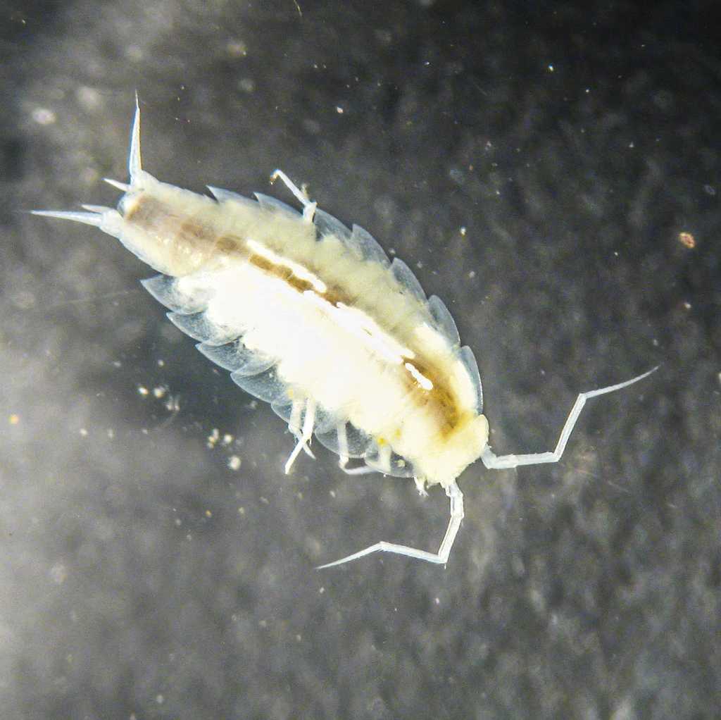 Ce petit crustacé découvert par les astronautes dans les grottes de Sardaigne est un représentant d'une espèce auparavant inconnue, nommée Alpioniscus sideralis. © ESA–M. Fincke