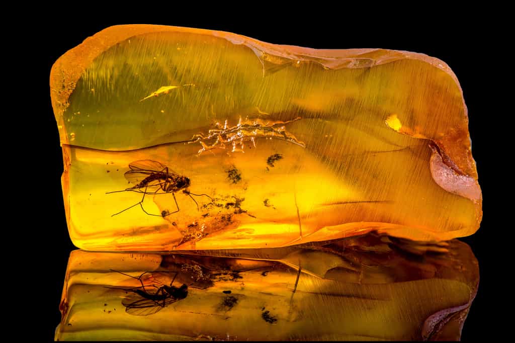 Une pièce d'ambre baltique avec un moustique fossilisé à l'intérieur. © RomanVX, Adobe Stock