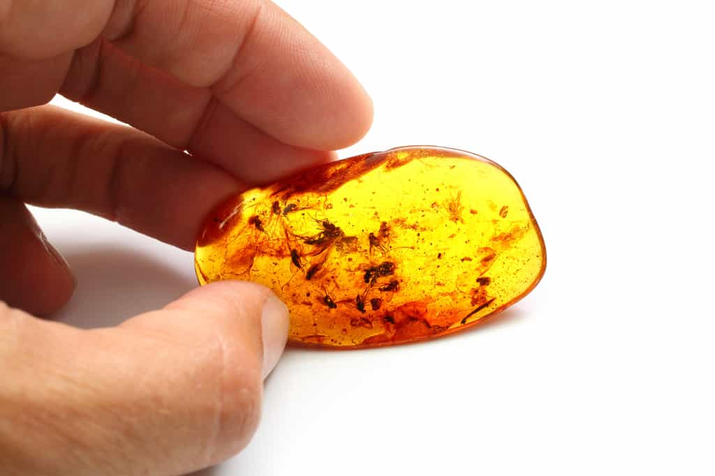 Une tique a été découverte piégée dans de l'ambre avec des plumes de dinosaures. Ici, un bloc d'ambre avec des insectes. © Igor, Fotolia