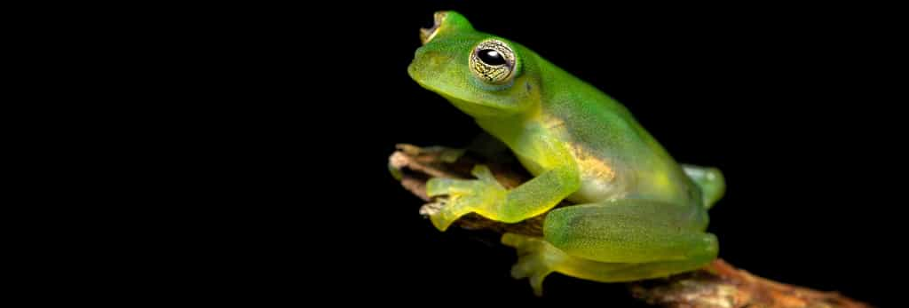 Teratohyla spinosa est un amphibien en même temps qu'un batracien de l'ordre des Anoures. © Milan, Adobe Stock