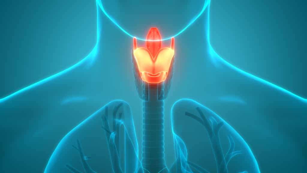 Le larynx est une structure cartilagineuse qui donne sur le système respiratoire. © Wikimedia Commons© magicmine, Adobe Stock
