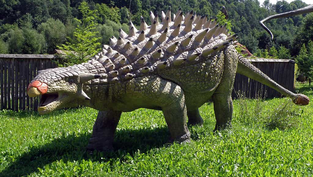 L’Ankylosaurus, avec ses huit mètres de long et ses six tonnes, vivait à la même époque que le terrible Tyrannosaurus rex et devait être bien équipé pour résister à ses mâchoires surpuissantes. © Alina Zienowicz, Wikipédia, cc by sa 3.0