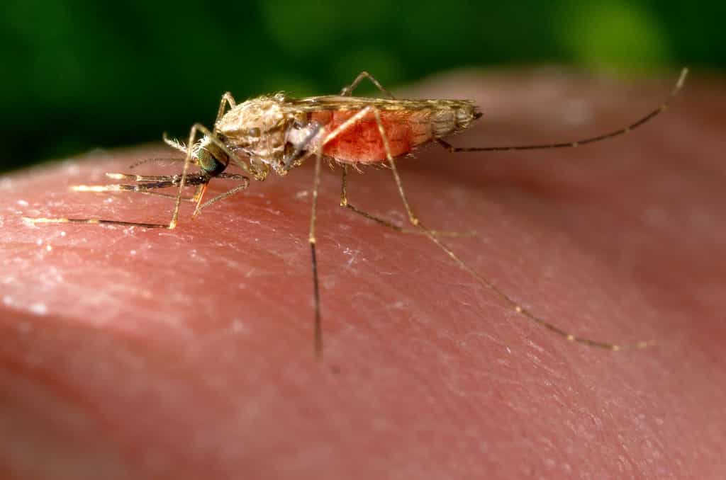 Les anophèles sont des moustiques communs dans certaines régions du monde. Ils figurent parmi les cibles visées par les chercheurs pour stopper la transmission du paludisme, avec plus ou moins de succès... © Jim Gathany, USCDCP, domaine public